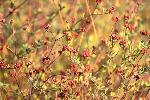 Wilde Plant Met Bruin Fruit Herfst — Stockfoto
