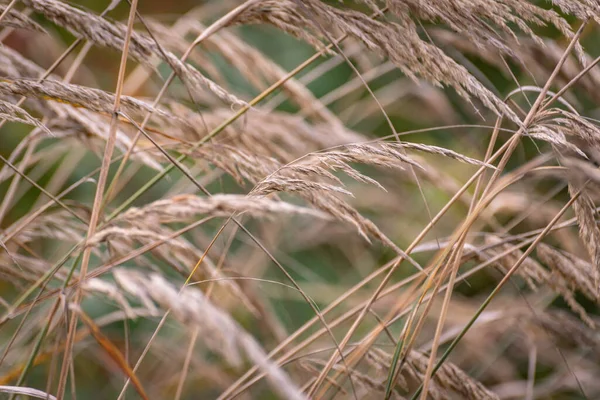 Close Calamagrostis Canadensis Forest — Stock Photo, Image