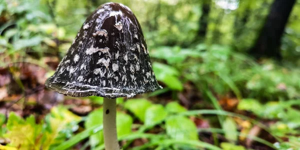 Gros Plan Sur Champignon Parasol Dans Forêt — Photo