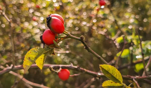 Yağmurdan Sonra Kırmızı Gül Kalçaları — Stok fotoğraf