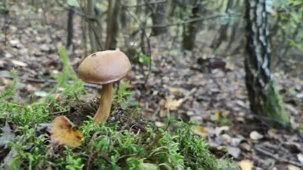 Champignon Non Comestible Dans Forêt Montagne Automne — Video