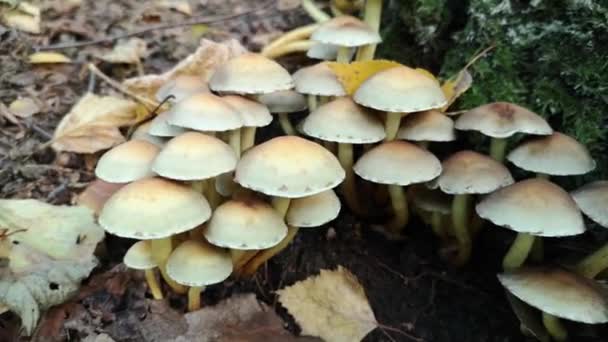 秋山林中的不平等蘑菇 — 图库视频影像