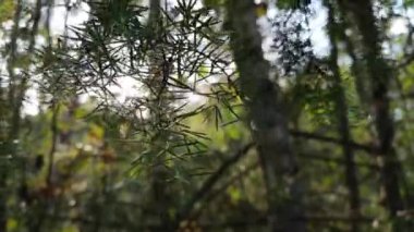 Güneş ışınlarının ardıç dalından geçişi