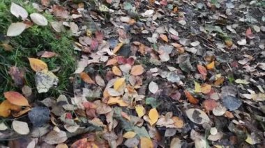 Dağ ormanlarında bir sürü dökülen yaprak