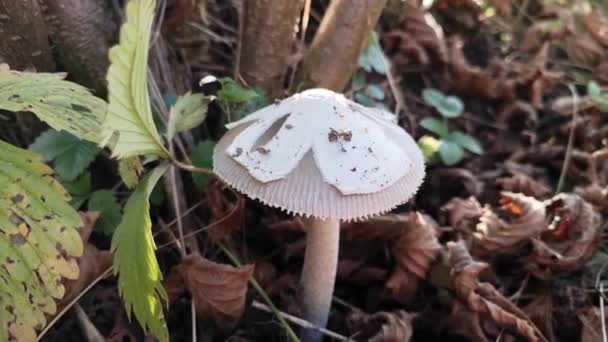 Oneetbare Paddenstoel Herfst Bergbos — Stockvideo