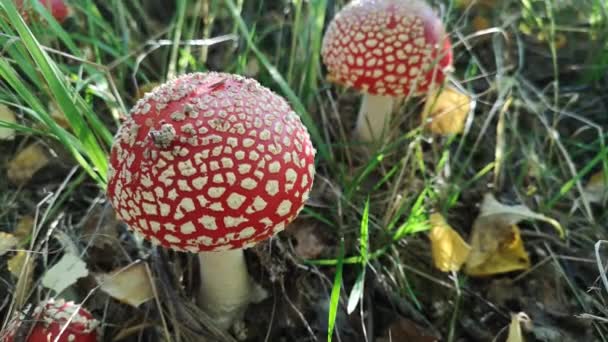 秋山林中的不平等蘑菇 — 图库视频影像