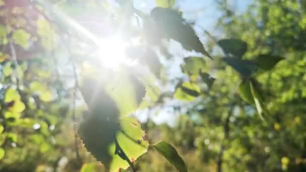 Гра Променів Сонця Через Листя Осики Мерехтить Вітрі — стокове відео