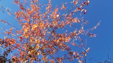 Rüzgarda çırpınan kavak yaprakları.