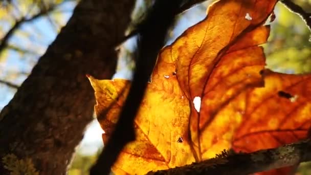 Het Spel Van Stralen Van Zon Door Het Gevallen Esdoornblad — Stockvideo