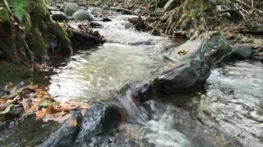 Dağlık bir sonbahar ormanında akan akarsu