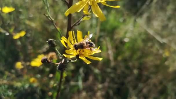 Gadfly Coleta Néctar Uma Flor Amarela — Vídeo de Stock