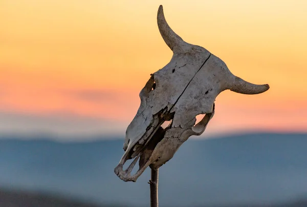 Захід Сонця Горах Черепом Корови — стокове фото
