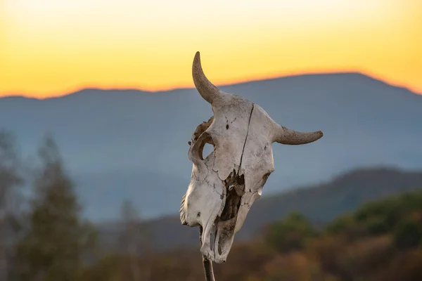 Sunset in mountains with cow skull