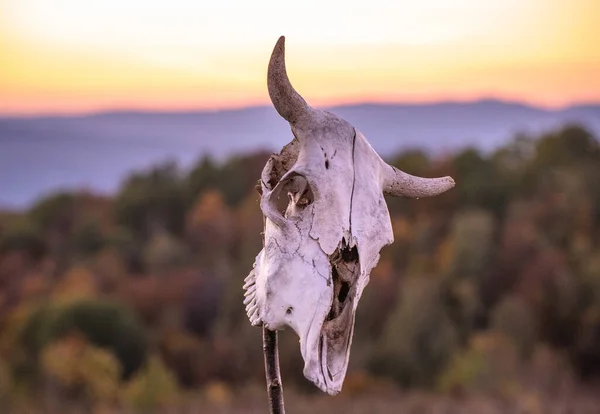 Sunset in mountains with cow skull