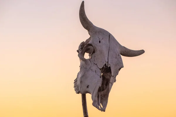 Puesta Sol Montañas Con Cráneo Vaca — Foto de Stock