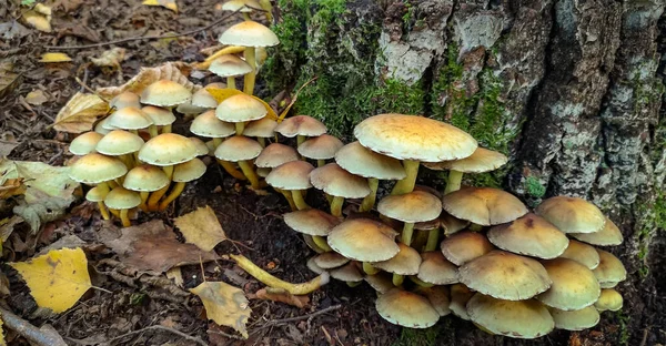 秋の山の森で欠かせないキノコ — ストック写真