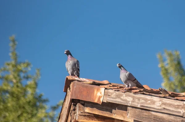 City Pigeons Tiled Roof — Stock Photo, Image