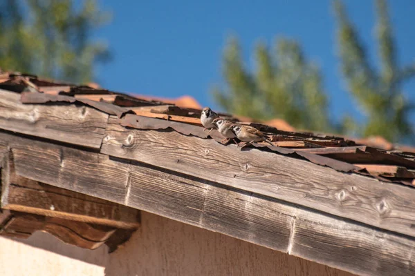 City Sparrows Tiled Roof — Stock Photo, Image