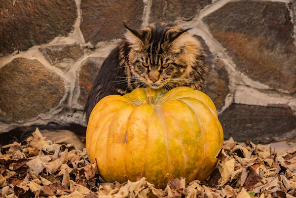 Maine Coon Gato Jugando Con Calabaza Para Halloween — Foto de Stock