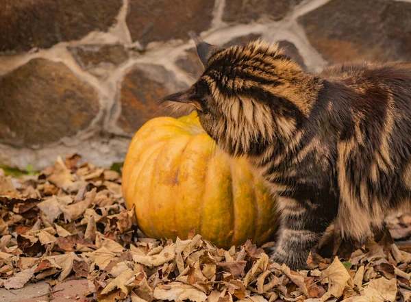 Maine Coon Gato Brincando Com Abóbora Para Halloween — Fotografia de Stock