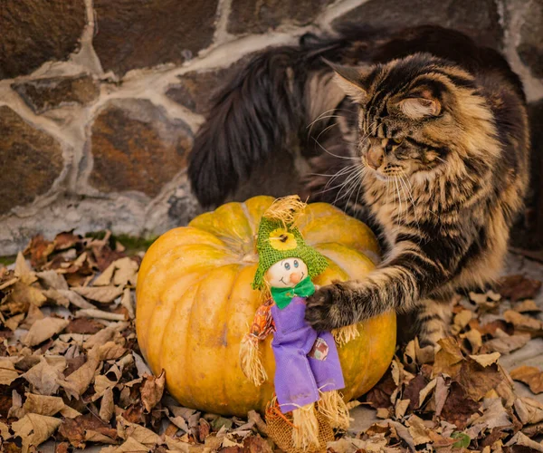 Maine Coon Γάτα Παίζει Κολοκύθα Για Απόκριες — Φωτογραφία Αρχείου