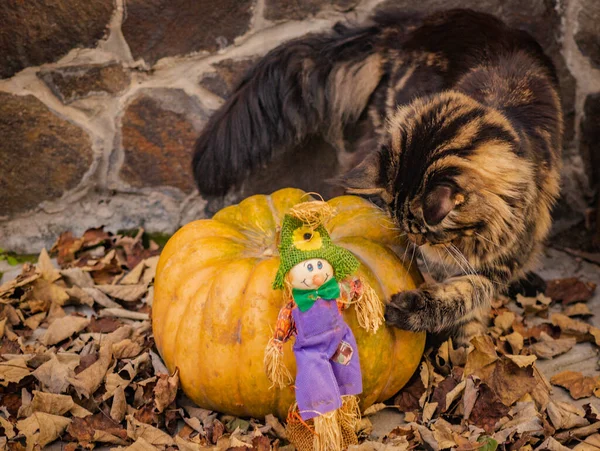 Maine Coon Cat Playing Pumpkin Halloween — Stock Photo, Image