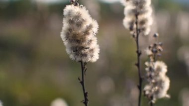 Yumuşak bitkiler dağlarda rüzgarda sallanıyor.