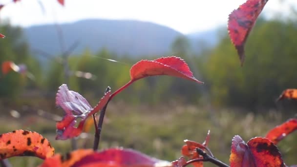 Vörös Levelek Közelsége Őszi Erdőben — Stock videók