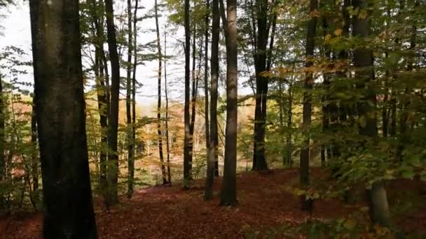 Floresta Montanha Faia Outono — Vídeo de Stock