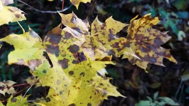 Feuilles Érable Frappées Par Une Substance Inconnue Ciel — Video