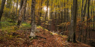 Sonbahar kayın ağacı ormanında