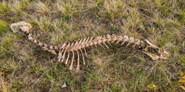 Karpatlar 'ın dağlık bölgelerindeki bir hayvanın iskeleti.