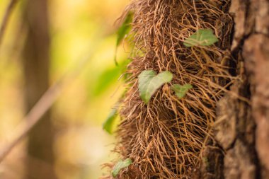 Ivy bir ağaçta güç kazanıyor.
