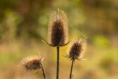Sonbahar bitkisinin parlak dikenli temsilcileri