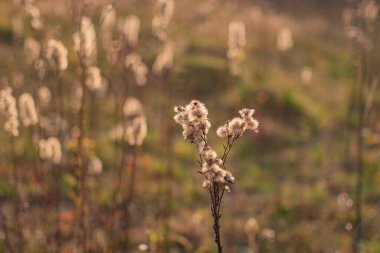 Yumuşak bitkiler dağlarda rüzgarda sallanıyor.
