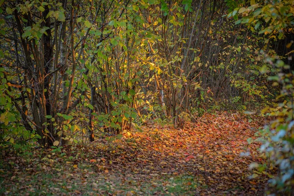 秋のブナの森で — ストック写真