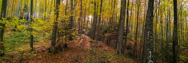 Podzimním Bukovém Lese — Stock fotografie