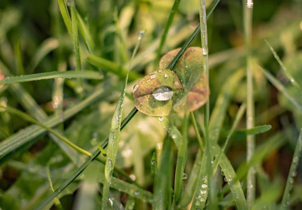 Mooie Dauw Druppels Een Sappige Groene Plant — Stockfoto