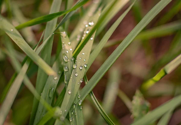 Beautiful Dew Drops Juicy Green Plant — Stock Photo, Image