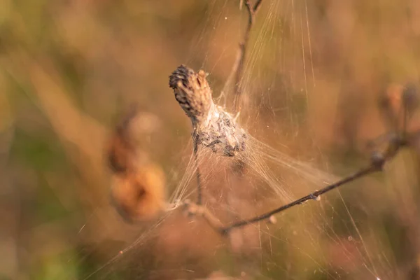Örümcek Yuvası Kış Için Mühürlendi — Stok fotoğraf