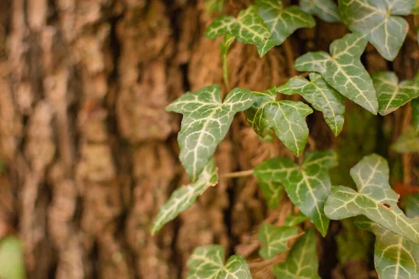 Ivy Gaining Strength Tree — Stock Photo, Image