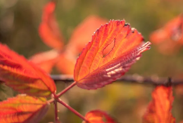 Detailní Záběr Ostružinových Listů Podzimním Lese — Stock fotografie