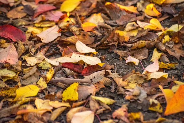 산속에 낙엽이 떨어졌다 — 스톡 사진