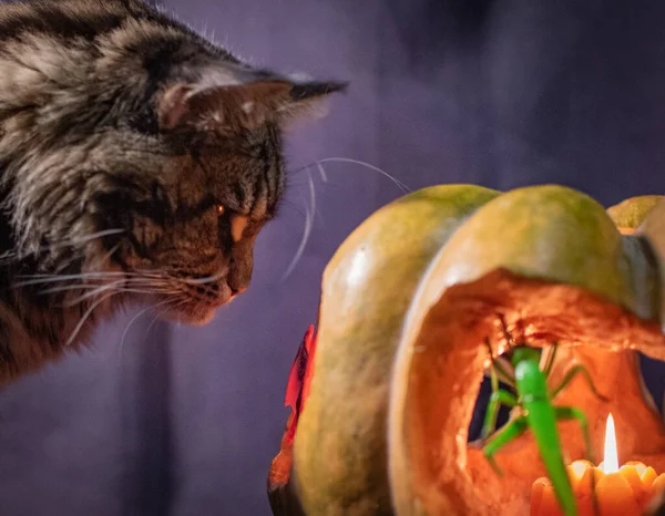 Ünnepi Tök Halloween Állat Kontúrok Egy Macska — Stock Fotó