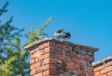 Şehir güvercini doğal ortamında