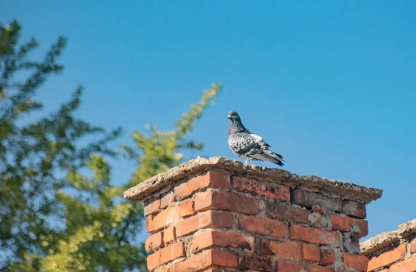 City Pigeon Its Natural Environment — Stock Photo, Image