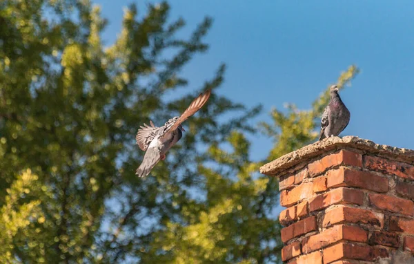 Stadttauben Flug — Stockfoto