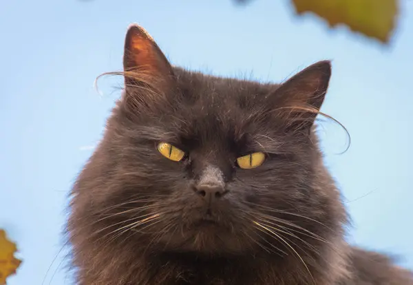 つるつるにふわふわの国産猫の肖像 — ストック写真