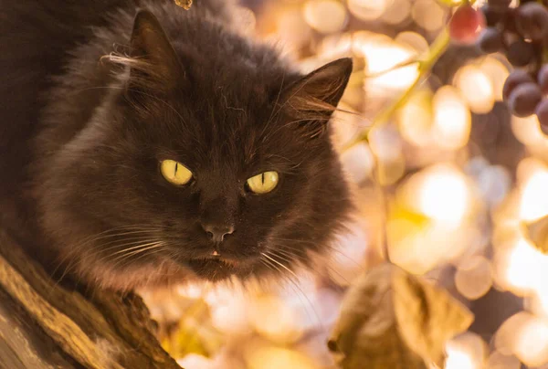 Portrét Nadýchané Domácí Kočky Vinné Révě — Stock fotografie