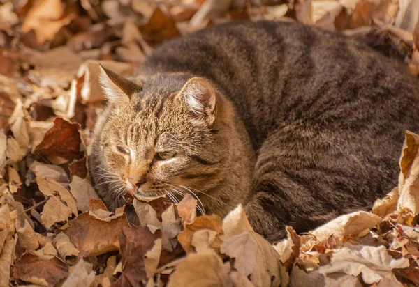 Gato Sem Teto Está Uma Pilha Folhas Caídas — Fotografia de Stock